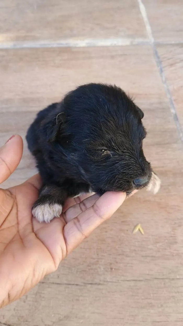 Cachorro ra a SRD-ViraLata idade Abaixo de 2 meses nome Filhotes