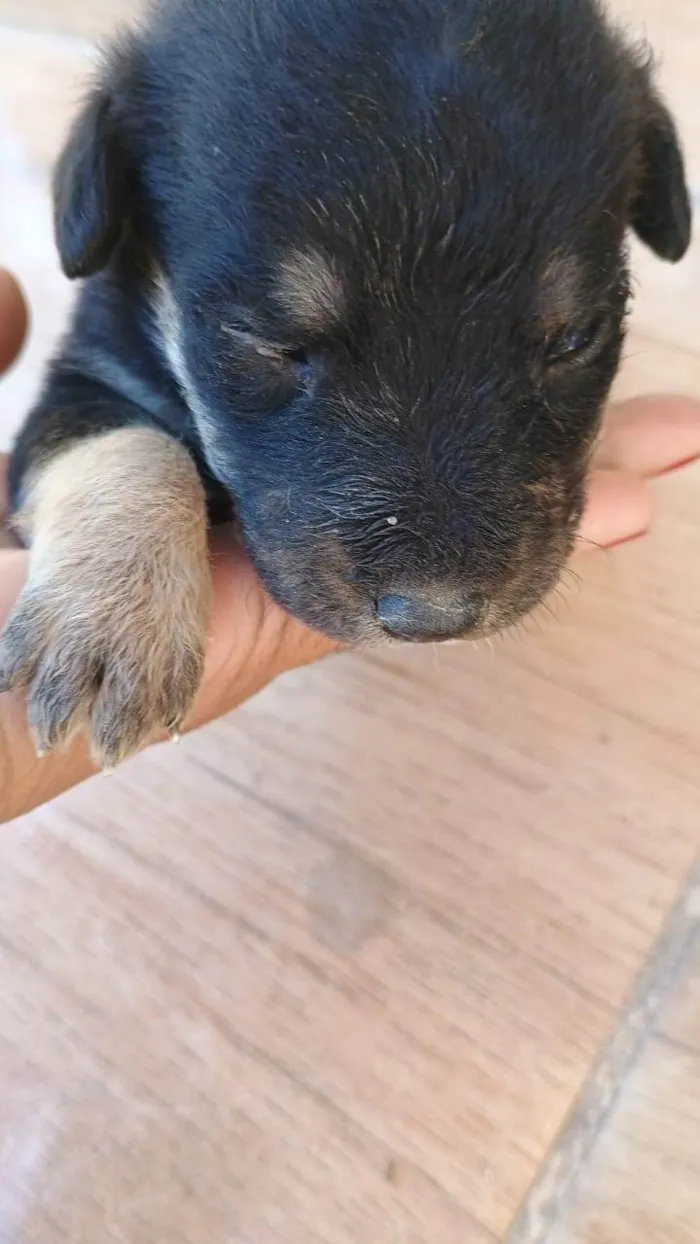 Cachorro ra a SRD-ViraLata idade Abaixo de 2 meses nome Filhotes