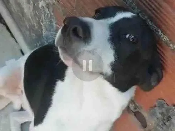 Cachorro raça Pit-Bull idade 2 a 6 meses nome Snoopy