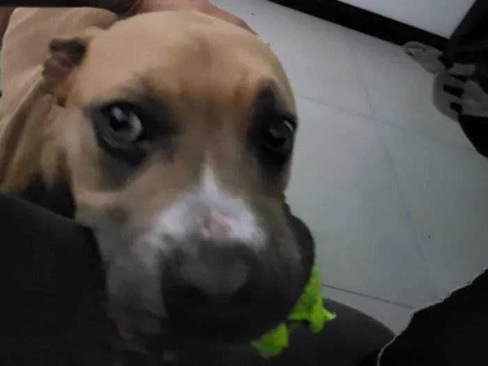 Cachorro ra a Pit-Bull idade 1 ano nome Revoada