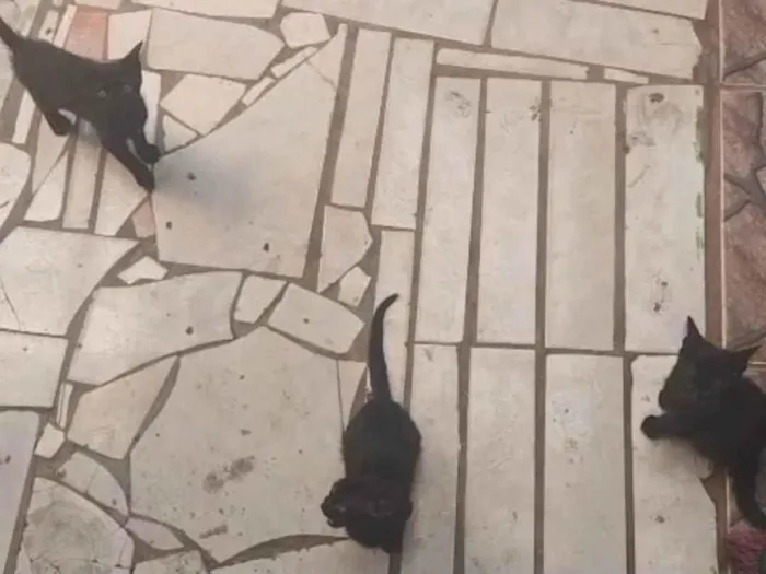 Gato ra a SRD-ViraLata idade Abaixo de 2 meses nome 3 gatinhos 