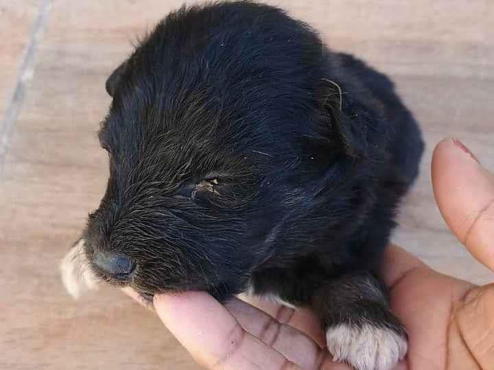 Cachorro raça SRD-ViraLata idade Abaixo de 2 meses nome Filhotes