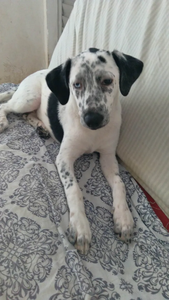 Cachorro ra a SRD-ViraLata idade 2 a 6 meses nome Azulene