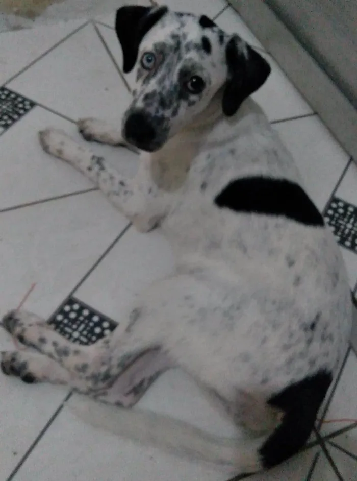 Cachorro ra a SRD-ViraLata idade 2 a 6 meses nome Azulene