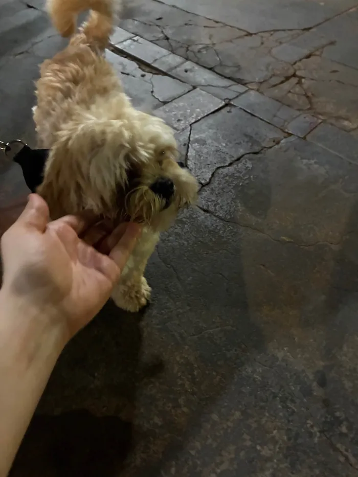 Cachorro ra a Shitzu idade 2 a 6 meses nome Totó