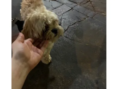 Cachorro raça Shitzu idade 2 a 6 meses nome Totó