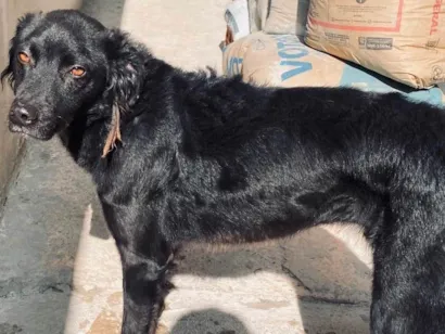 Cachorro raça SRD-ViraLata idade 2 anos nome Pretinho 