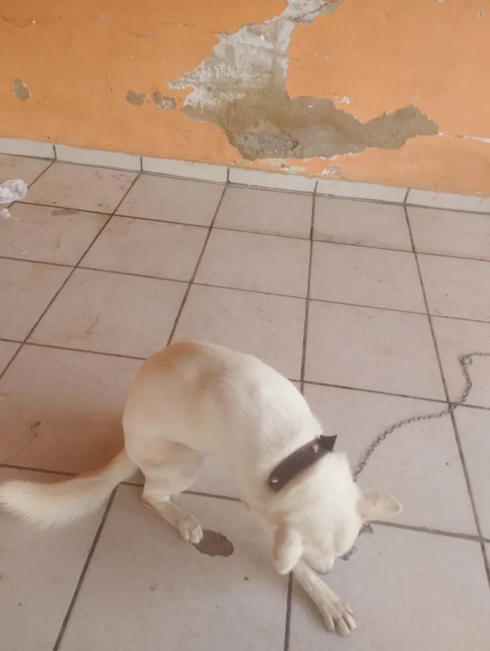 Cachorro ra a SRD-ViraLata idade 2 anos nome Apolo