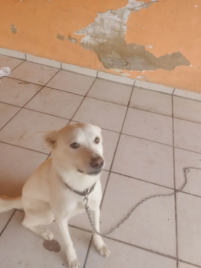 Cachorro ra a SRD-ViraLata idade 2 anos nome Apolo