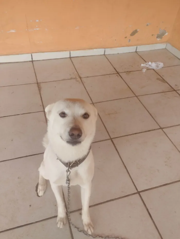 Cachorro ra a SRD-ViraLata idade 2 anos nome Apolo