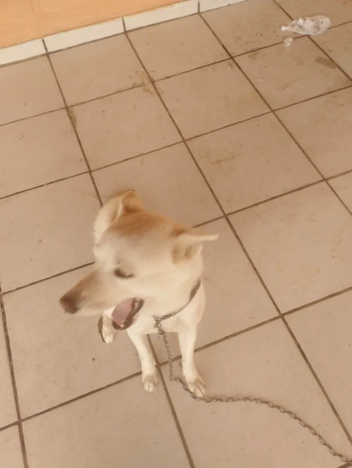 Cachorro ra a SRD-ViraLata idade 2 anos nome Apolo