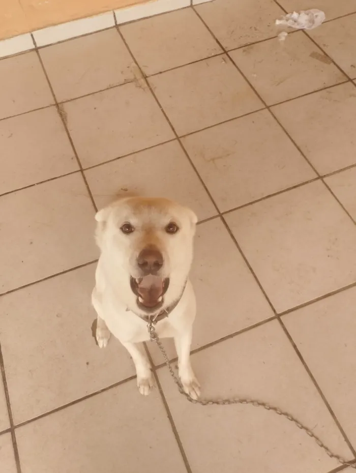 Cachorro ra a SRD-ViraLata idade 2 anos nome Apolo