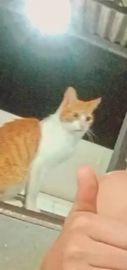 Gato ra a SRD-ViraLata idade 2 anos nome Bonitinho 