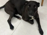 Cachorro raça SRD-ViraLata idade 2 a 6 meses nome Falar com Thais - Whats 19 98133-4812