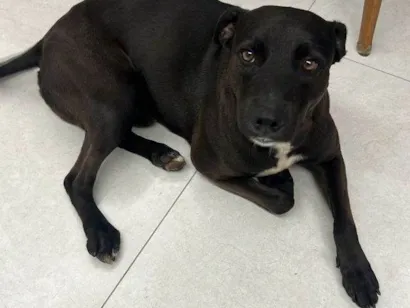 Cachorro raça SRD-ViraLata idade 2 a 6 meses nome Falar com Thais - Whats 19 98133-4812