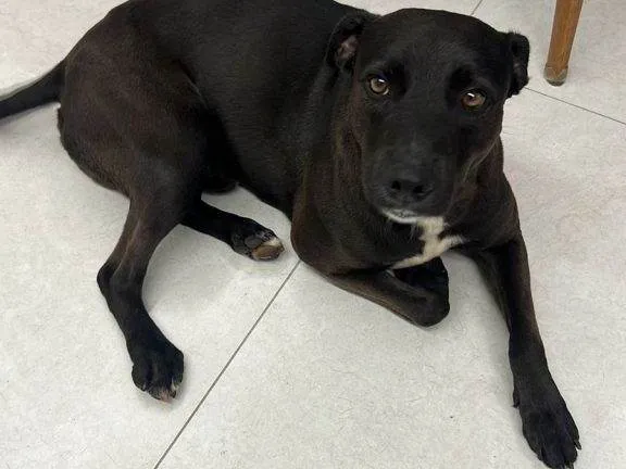 Cachorro ra a SRD-ViraLata idade 2 a 6 meses nome Falar com Thais - Whats 19 98133-4812