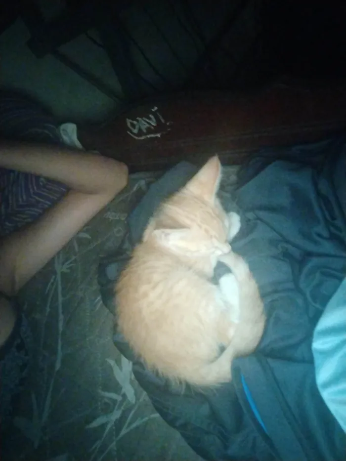 Gato ra a SRD-ViraLata idade 2 a 6 meses nome Flash