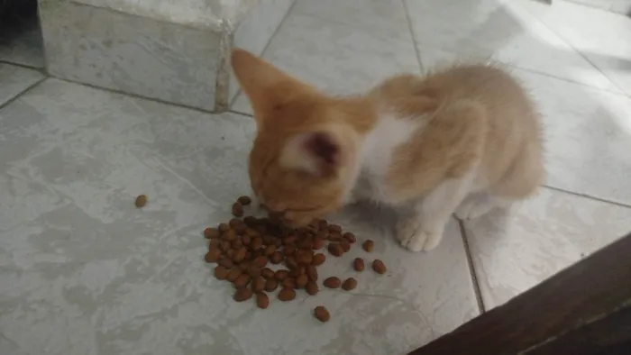 Gato ra a SRD-ViraLata idade 2 a 6 meses nome Flash