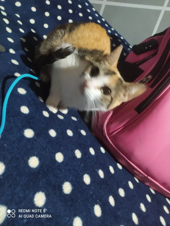 Gato ra a SRD-ViraLata idade 3 anos nome Mel