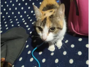 Gato raça SRD-ViraLata idade 3 anos nome Mel