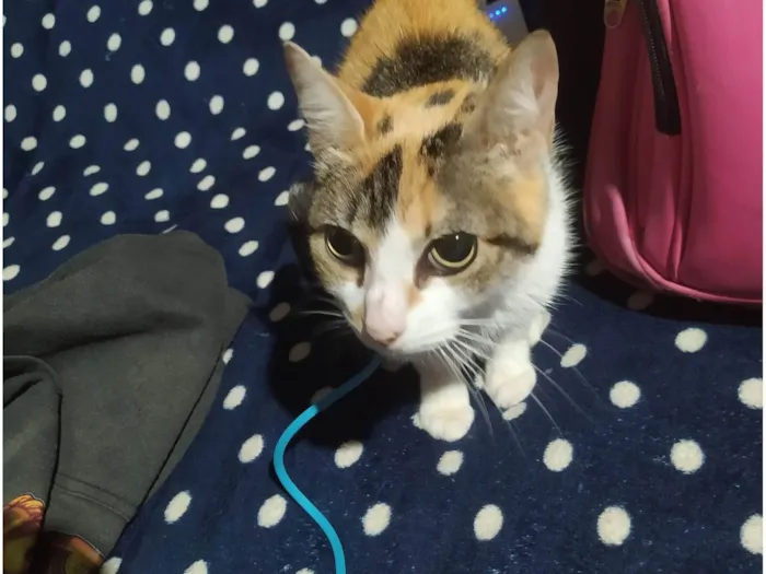 Gato ra a SRD-ViraLata idade 3 anos nome Mel