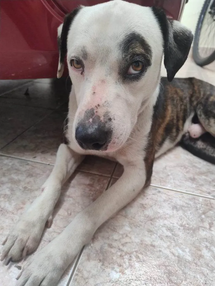 Cachorro ra a SRD-ViraLata idade 2 a 6 meses nome Falar com Eduarda - Whats 11 99257-9313