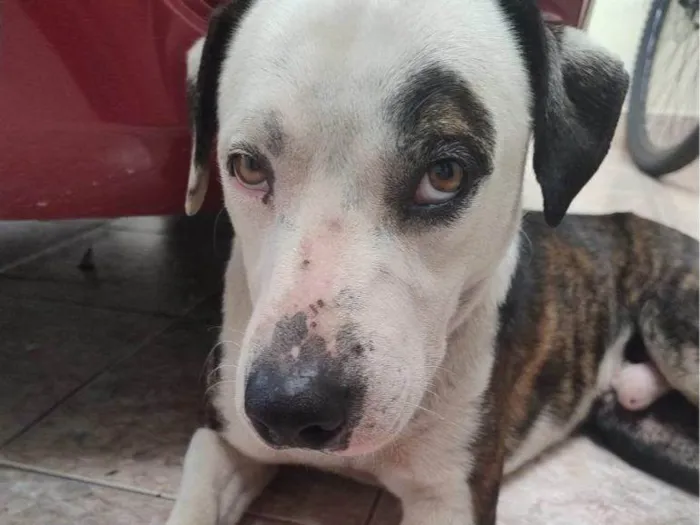 Cachorro raça SRD-ViraLata idade 2 a 6 meses nome Falar com Eduarda - Whats 11 99257-9313