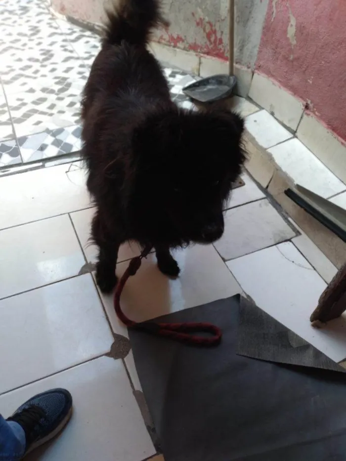 Cachorro ra a SRD-ViraLata idade 2 a 6 meses nome Falar com Jason - Whats 11 92121-7136