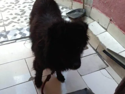 Cachorro ra a SRD-ViraLata idade 2 a 6 meses nome Falar com Jason - Whats 11 92121-7136