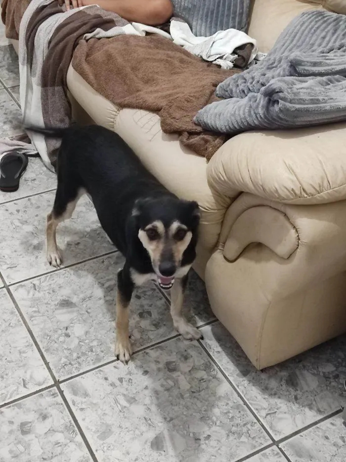 Cachorro ra a SRD-ViraLata idade 2 a 6 meses nome Falar com Michele - Whats 11 99434-2474