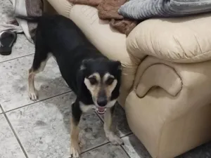 Cachorro raça SRD-ViraLata idade 2 a 6 meses nome Falar com Michele - Whats 11 99434-2474