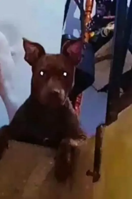 Cachorro ra a Pit-Bull idade 5 anos nome Athena 