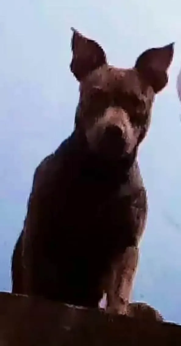 Cachorro ra a Pit-Bull idade 5 anos nome Athena 