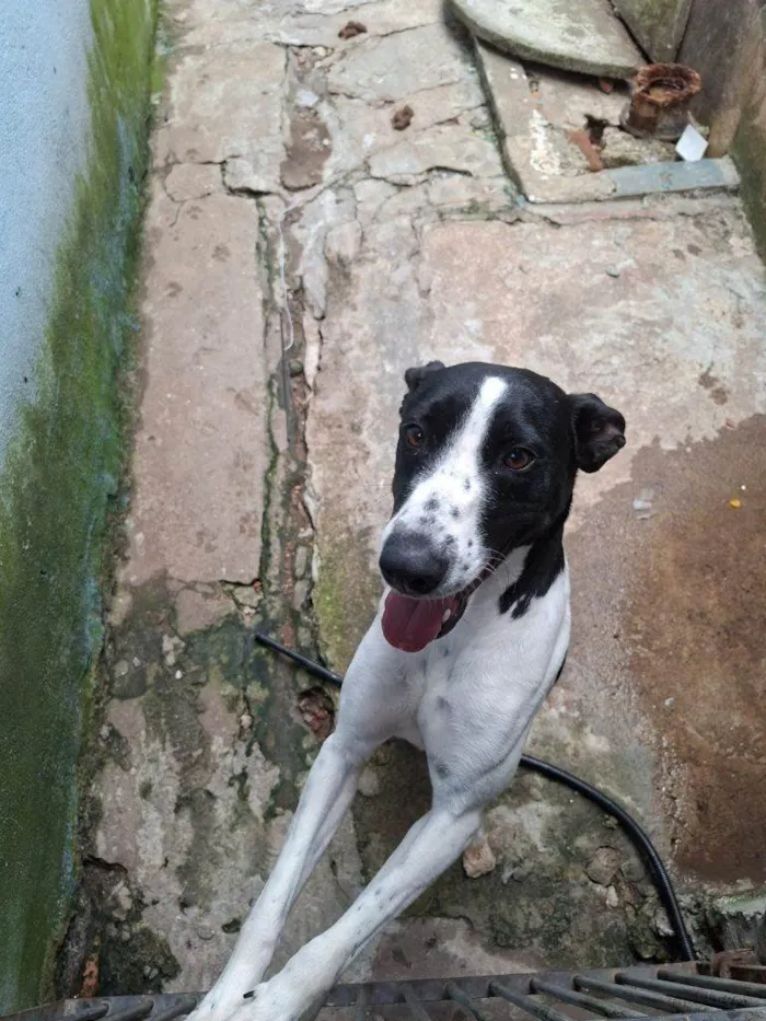 Cachorro ra a SRD-ViraLata idade 2 a 6 meses nome Falar com Nathan - Whats 11 96395-3106