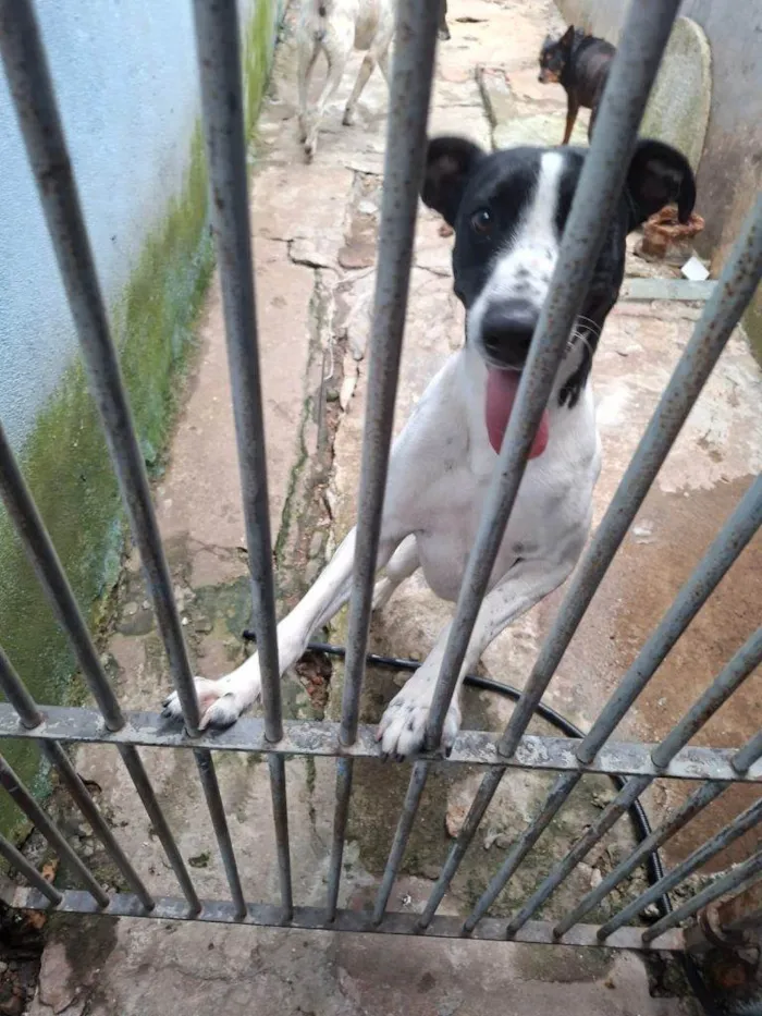 Cachorro ra a SRD-ViraLata idade 2 a 6 meses nome Falar com Nathan - Whats 11 96395-3106