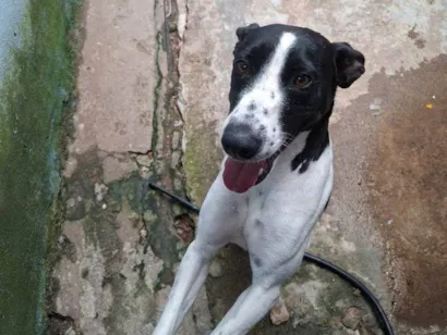 Cachorro ra a SRD-ViraLata idade 2 a 6 meses nome Falar com Nathan - Whats 11 96395-3106