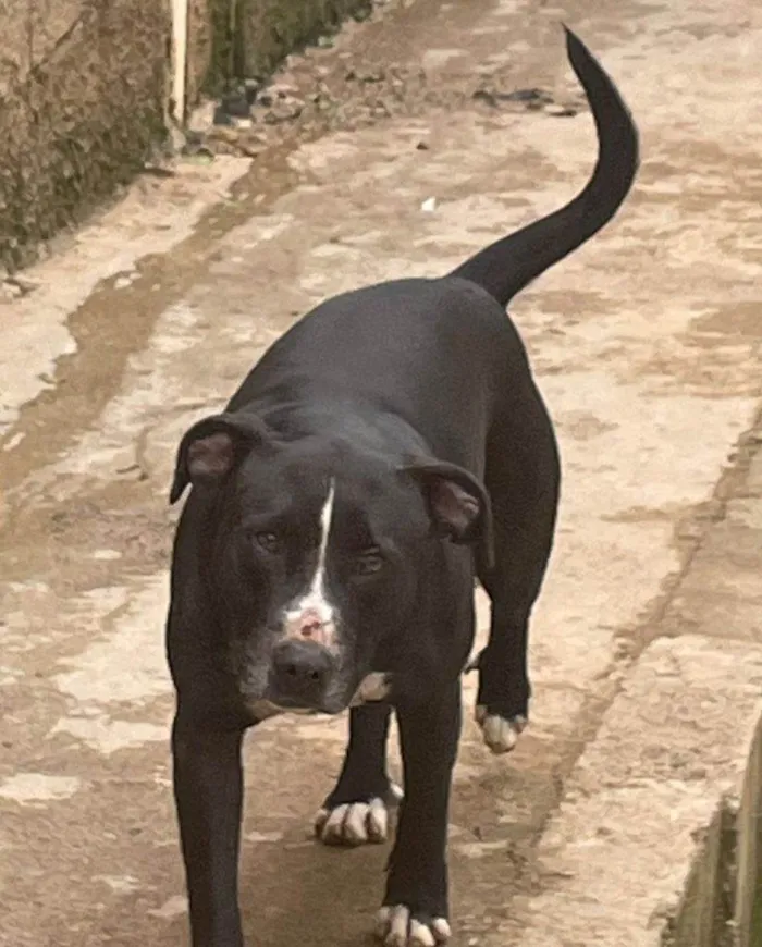 Cachorro ra a SRD-ViraLata idade 2 a 6 meses nome Falar com Andreia - Whats 11 93722-6678