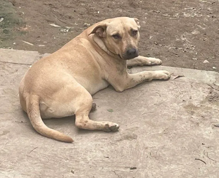 Cachorro ra a SRD-ViraLata idade 2 a 6 meses nome Falar com Andreia - Whats 11 93722-6678