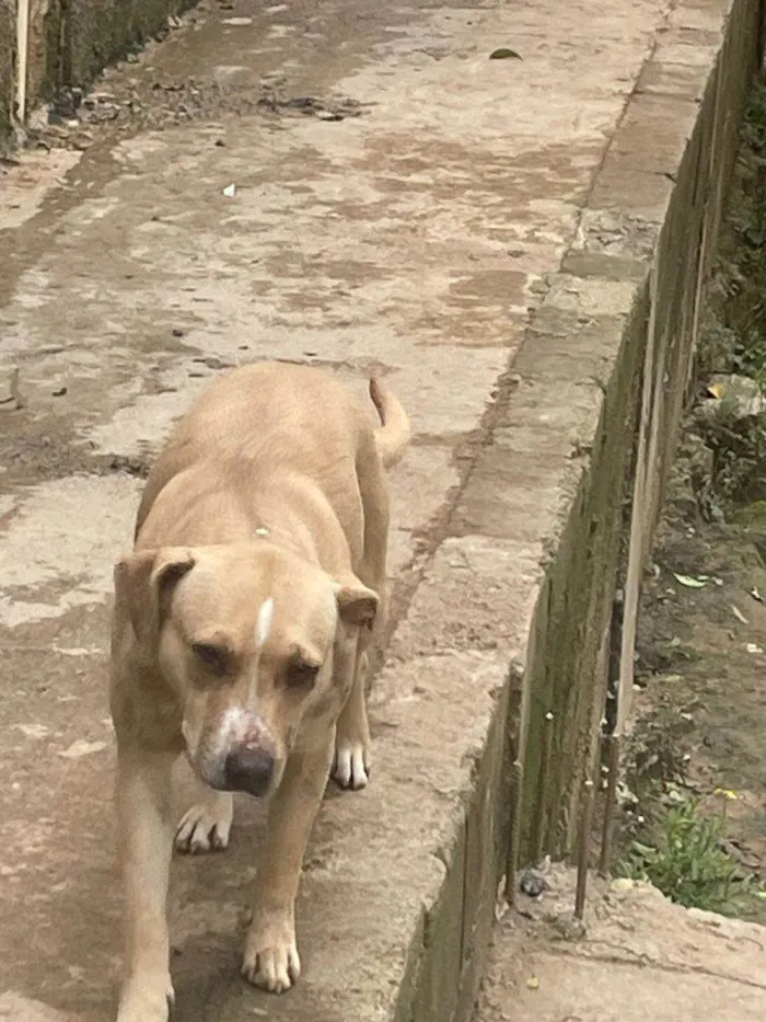 Cachorro ra a SRD-ViraLata idade 2 a 6 meses nome Falar com Andreia - Whats 11 93722-6678