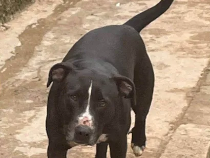Cachorro raça SRD-ViraLata idade 2 a 6 meses nome Falar com Andreia - Whats 11 93722-6678