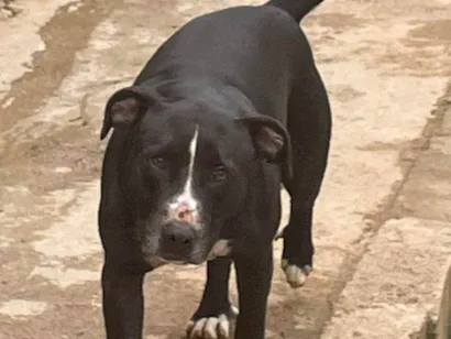 Cachorro ra a SRD-ViraLata idade 2 a 6 meses nome Falar com Andreia - Whats 11 93722-6678