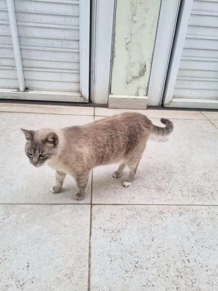 Gato ra a SRD-ViraLata idade 2 a 6 meses nome Falar com Rita - Whats 11 97999-8909