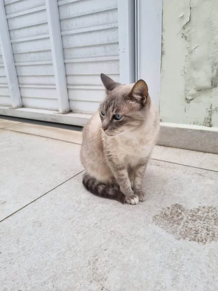 Gato ra a SRD-ViraLata idade 2 a 6 meses nome Falar com Rita - Whats 11 97999-8909