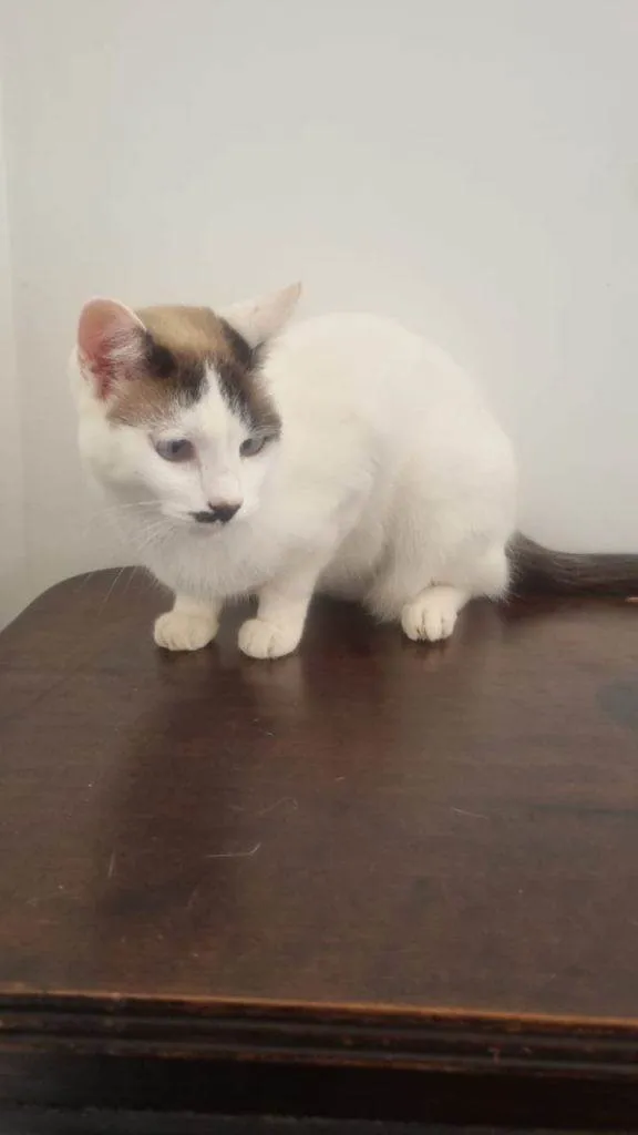 Gato ra a SRD-ViraLata idade 2 a 6 meses nome Falar com Rita - Whats 11 97999-8909