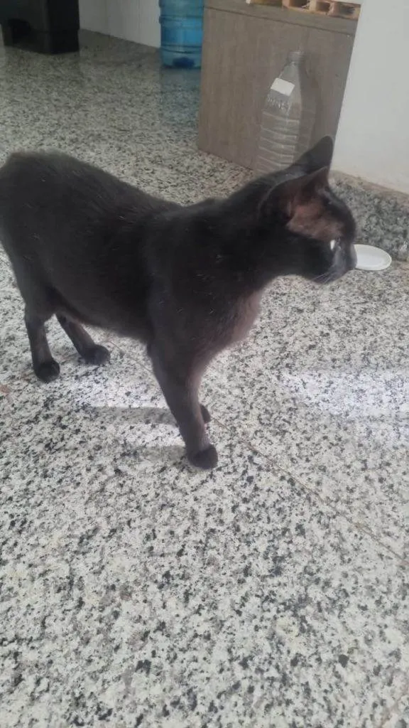 Gato ra a SRD-ViraLata idade 2 a 6 meses nome Falar com Rita - Whats 11 97999-8909