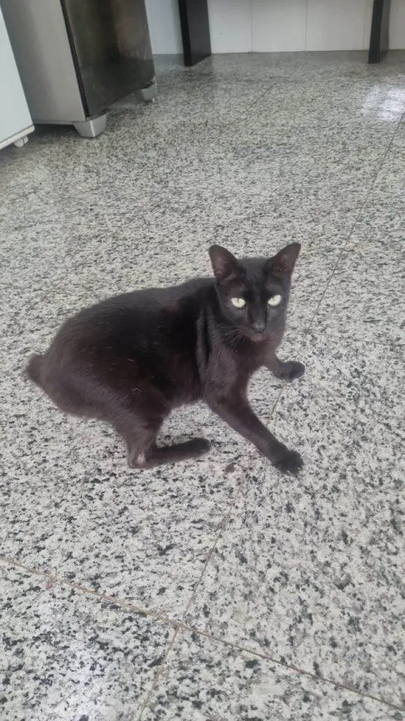 Gato ra a SRD-ViraLata idade 2 a 6 meses nome Falar com Rita - Whats 11 97999-8909