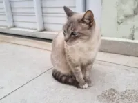 Gato raça SRD-ViraLata idade 2 a 6 meses nome Falar com Rita - Whats 11 97999-8909