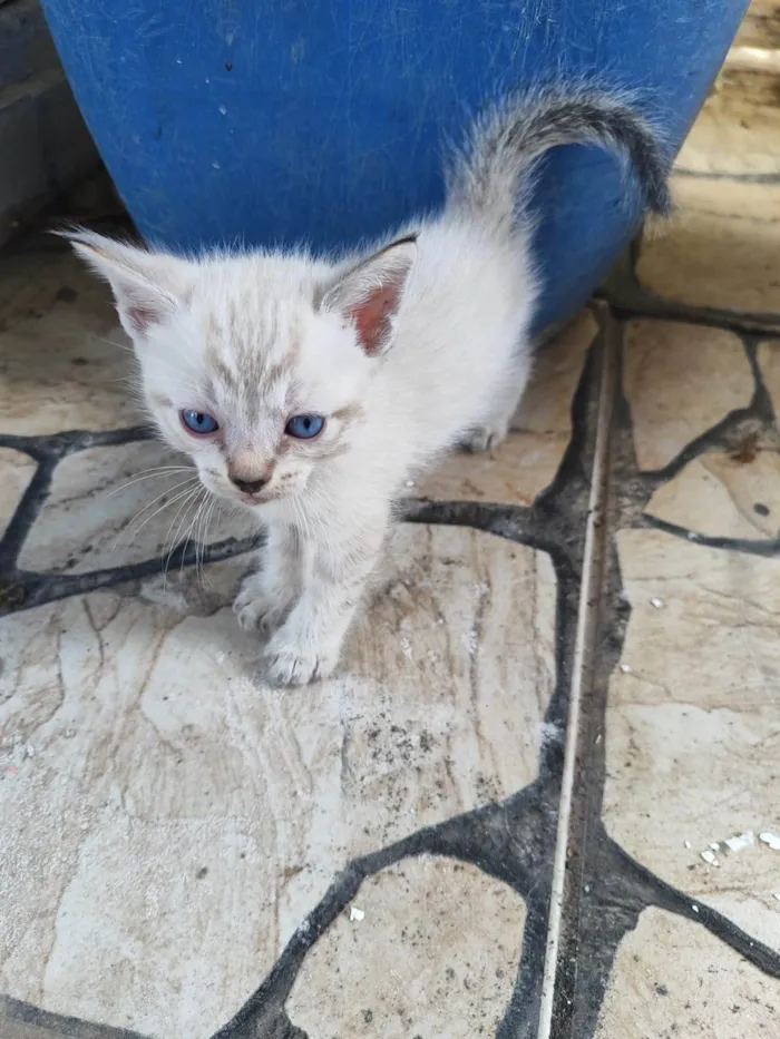 Gato ra a SRD-ViraLata idade Abaixo de 2 meses nome Look 