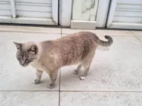 Gato raça SRD-ViraLata idade 2 a 6 meses nome Falar com Rita - Whats 11 97999-8909