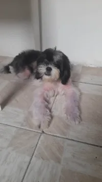 Cachorro raça SRD-ViraLata idade 2 anos nome Rick